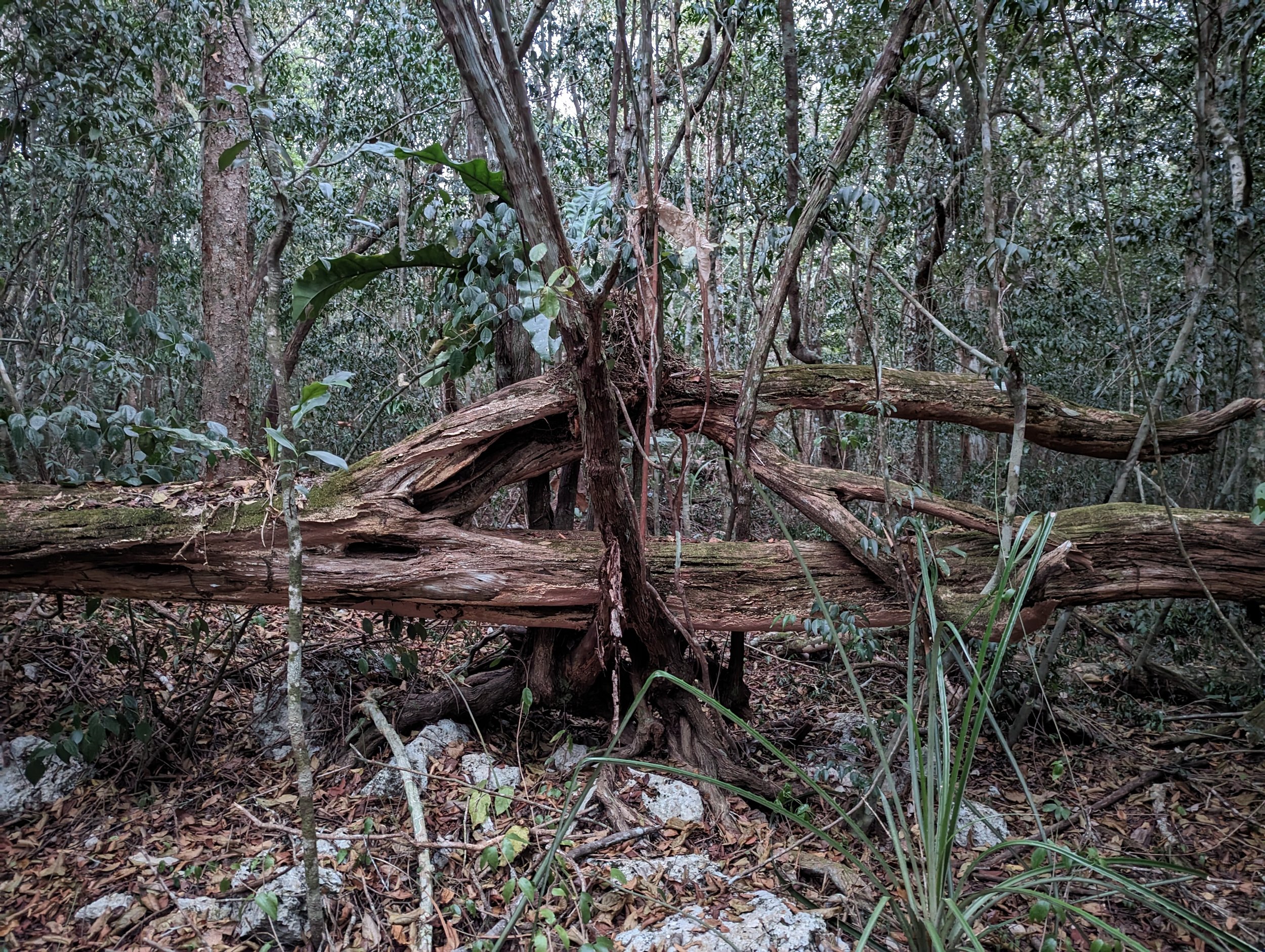 Mariri Healing Center — ceremonial space in the Tulum jungle